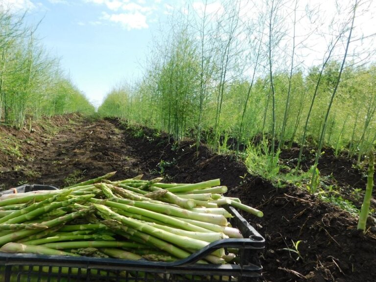 Toma Sparanghel - povestea fermierilor care cultivă legume atipice