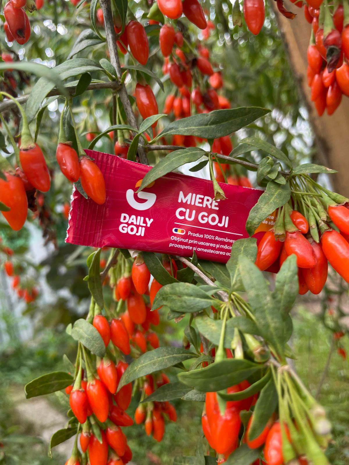 Goji romanesc cu fructe