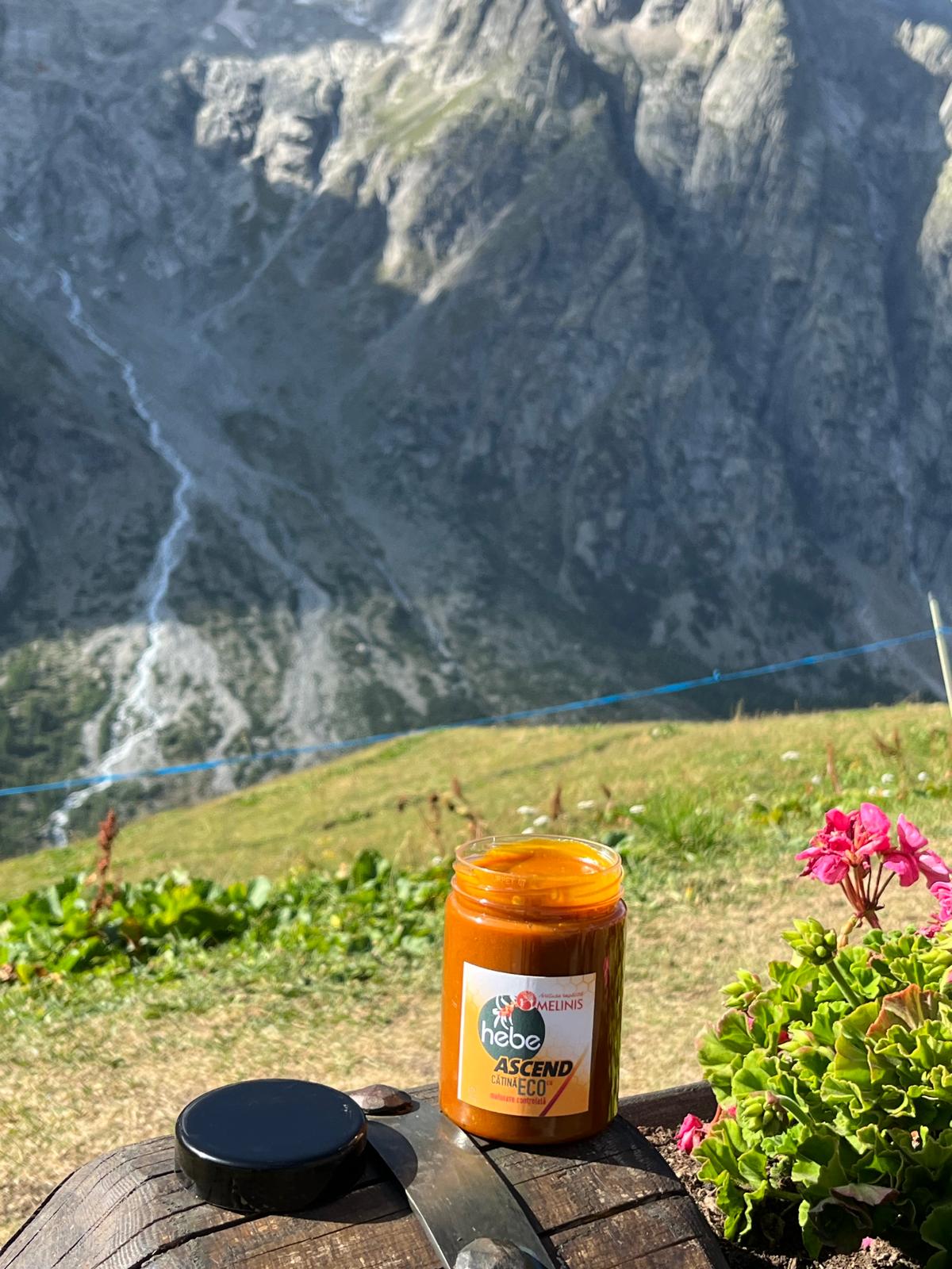Hebe Ascend Cătină de la Melinis la munte