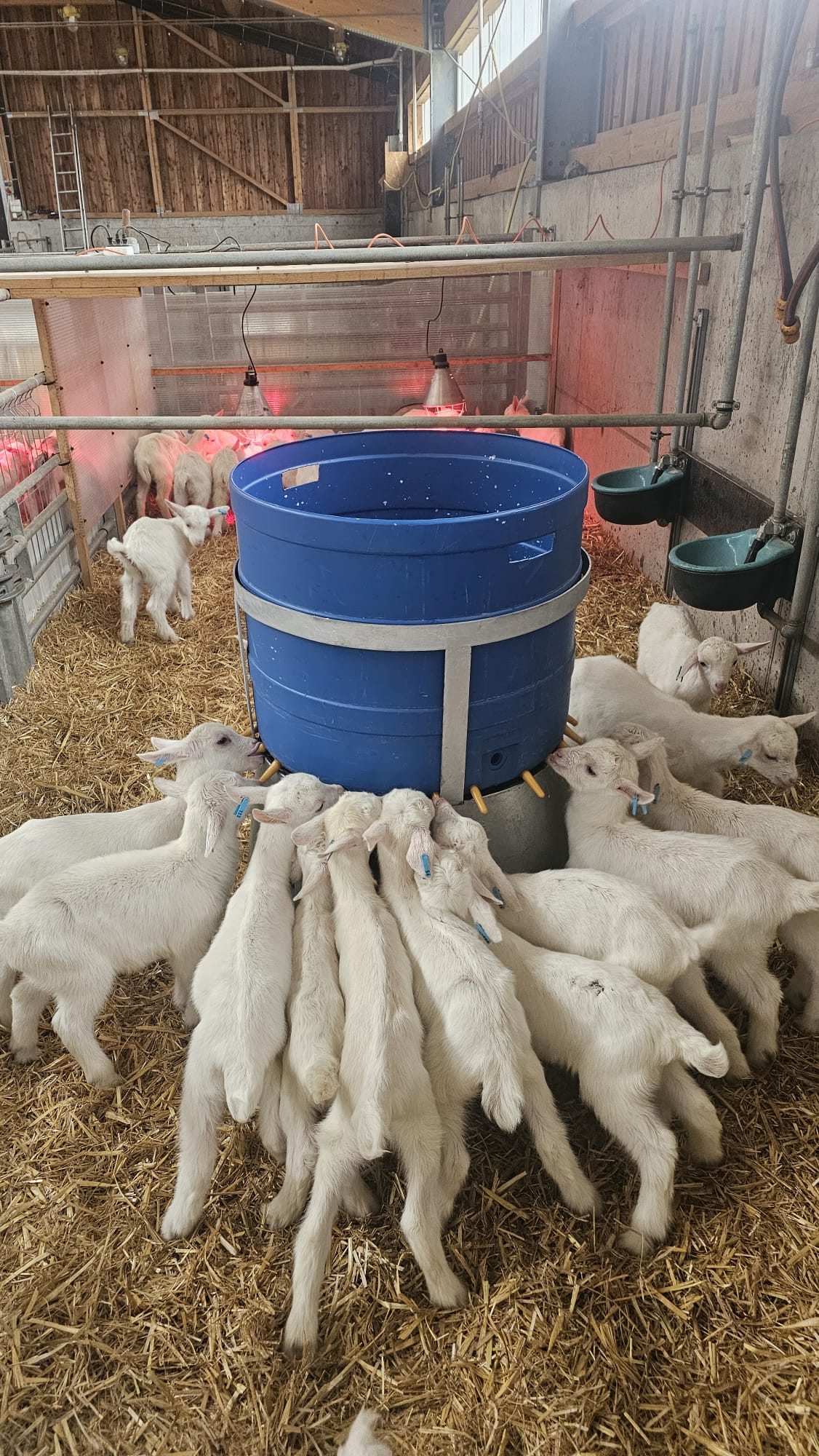 iezi-ferma-baier-lactate-sighisoara-adapatoare