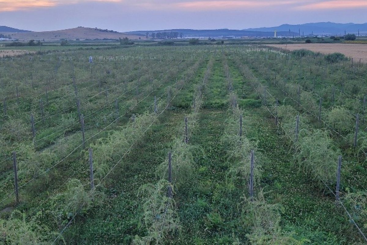 Pepinera goji romanesc